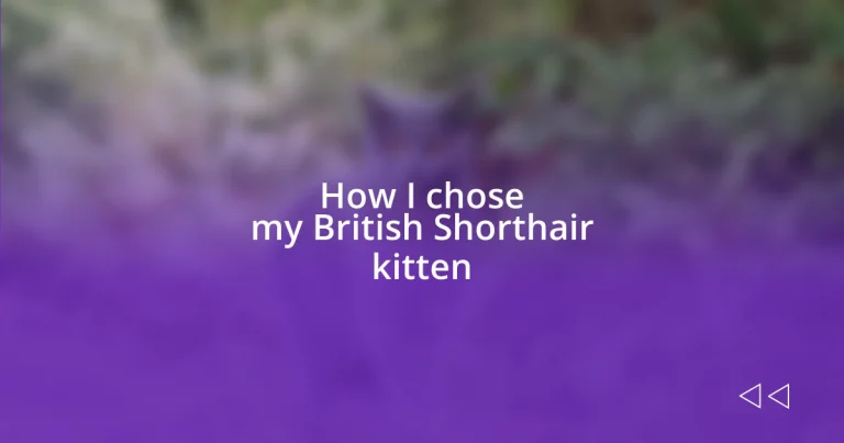 How I chose my British Shorthair kitten