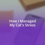 How I Managed My Cat’s Stress