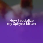 How I socialize my Sphynx kitten