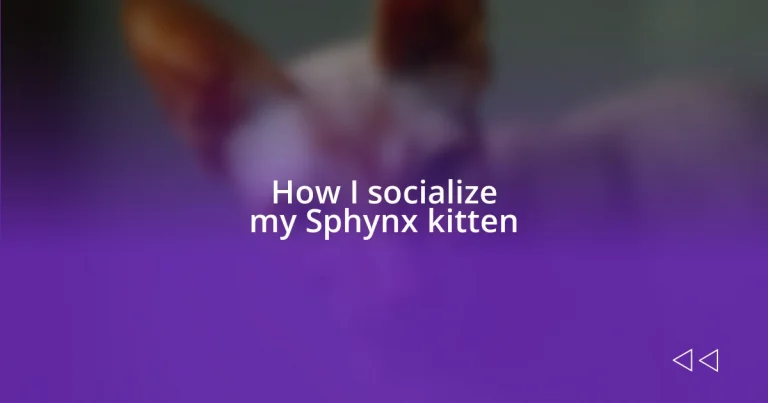 How I socialize my Sphynx kitten