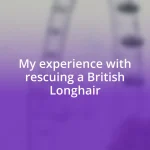 My experience with rescuing a British Longhair