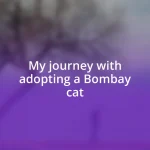 My journey with adopting a Bombay cat