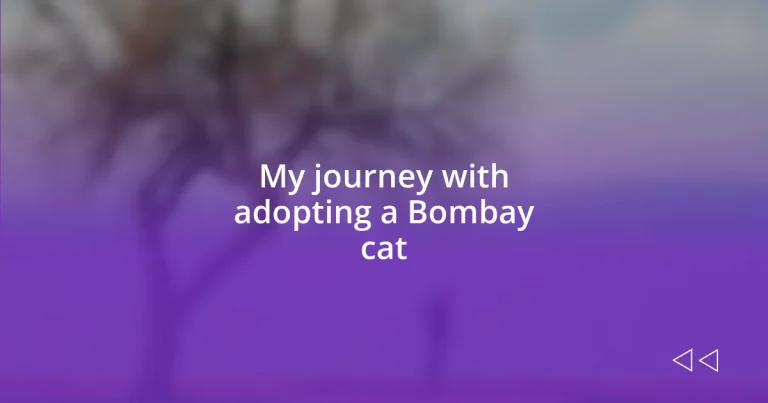 My journey with adopting a Bombay cat