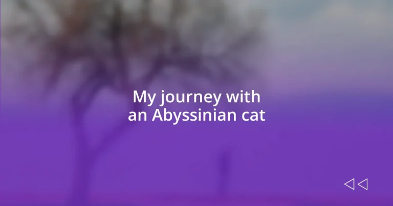 My journey with an Abyssinian cat