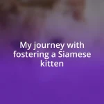 My journey with fostering a Siamese kitten