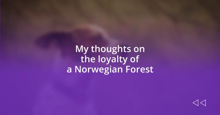 My thoughts on the loyalty of a Norwegian Forest