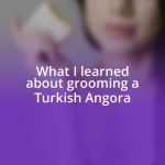 What I learned about grooming a Turkish Angora