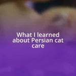 What I learned about Persian cat care