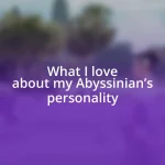 What I love about my Abyssinian’s personality