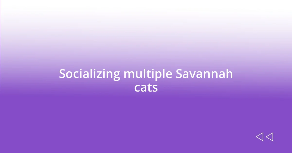 Socializing multiple Savannah cats