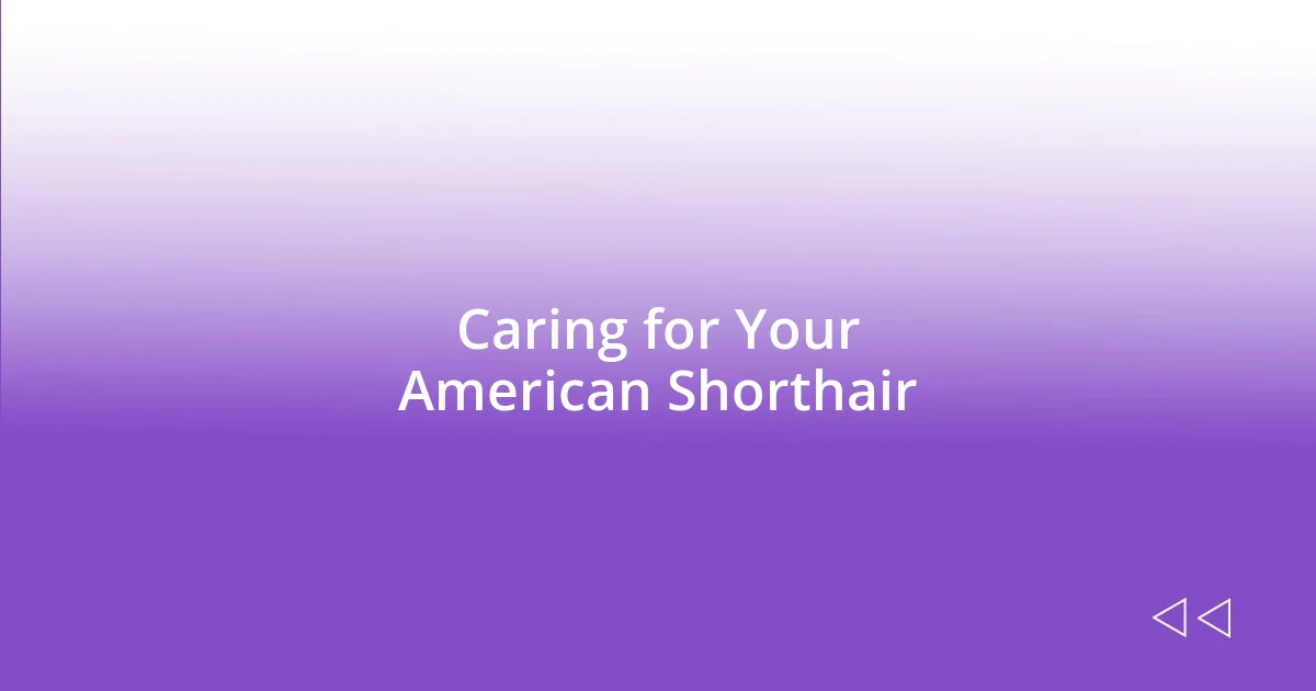 Caring for Your American Shorthair