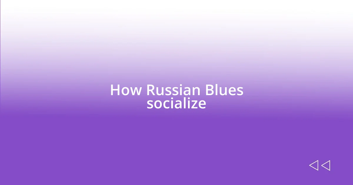 How Russian Blues socialize