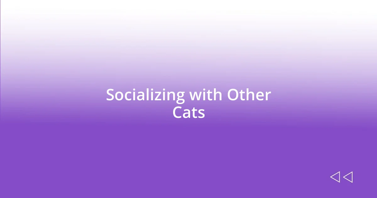 Socializing with Other Cats