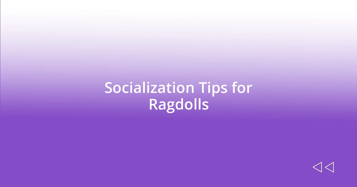 Socialization Tips for Ragdolls